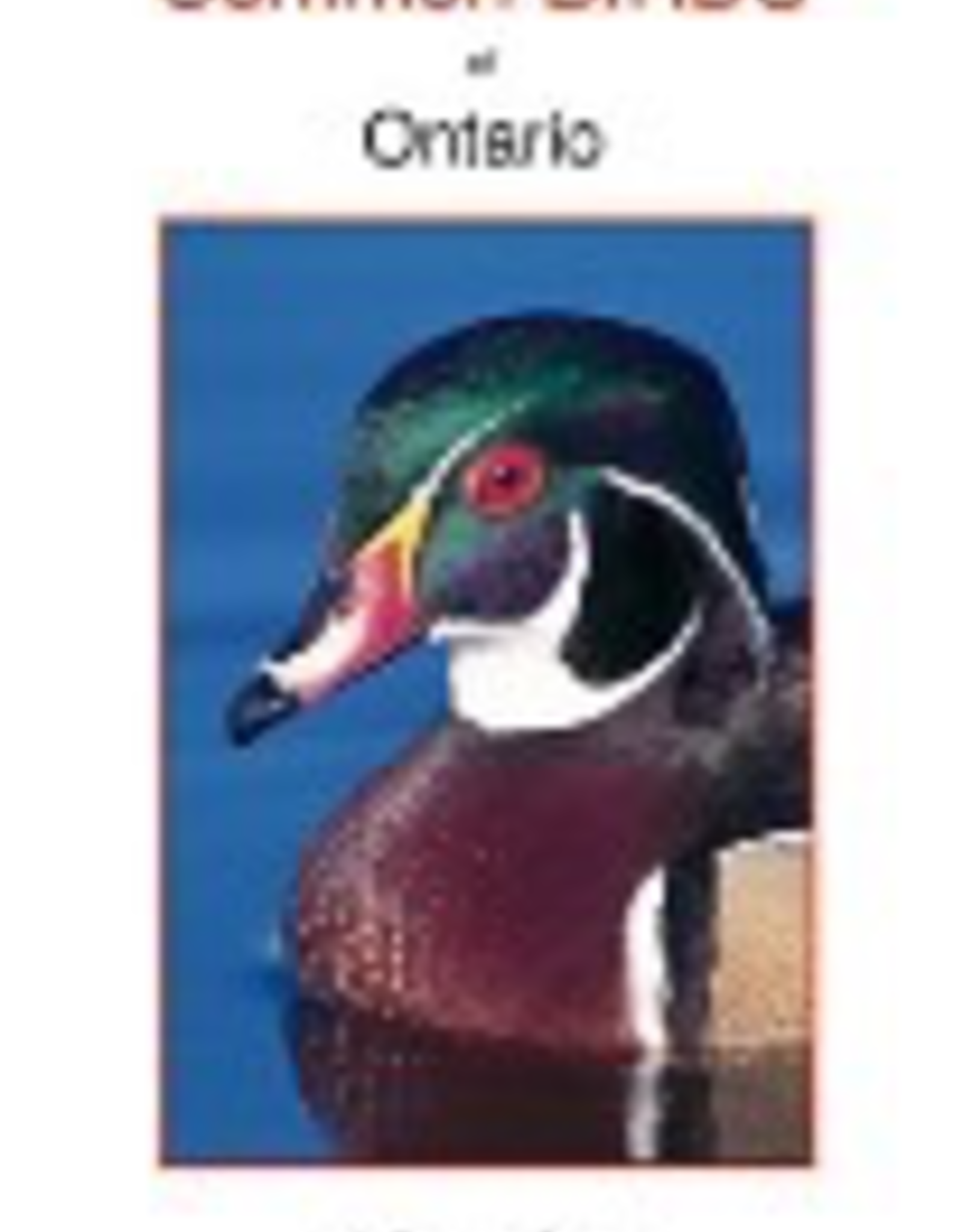 Calypso BTLCBO Common Birds of Ontario. Printed in Canada.