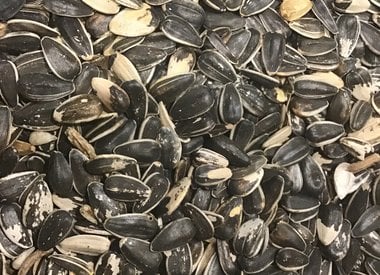 Striped Sunflower Seed