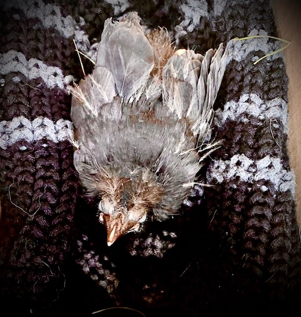 Injured or Fledgling Bird? - The Birdhouse Nature Store Injured or Fledgling Bird? - The Birdhouse Nature Store