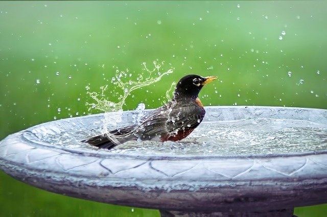 To Bathe or not to Bathe?