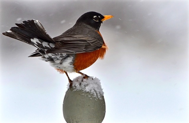 Ice Storms and Robins