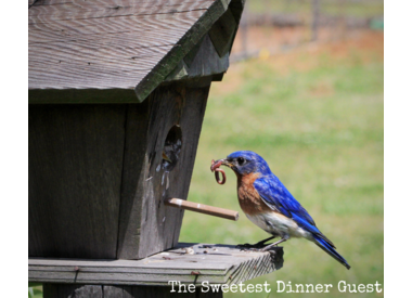Bluebird/mealworm