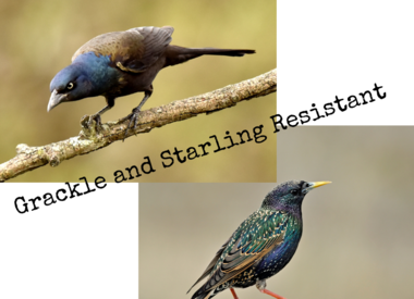 Grackle/Starling resistant