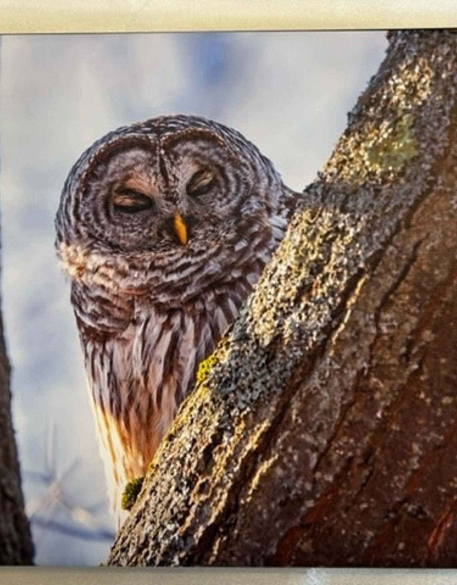 Andrea Kingsley PV AKOWL Sleeping  Barred Owl print on canvas, 14"x 10"