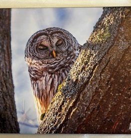 Andrea Kingsley PV AKOWL Sleeping  Barred Owl print on canvas, 14"x 10"