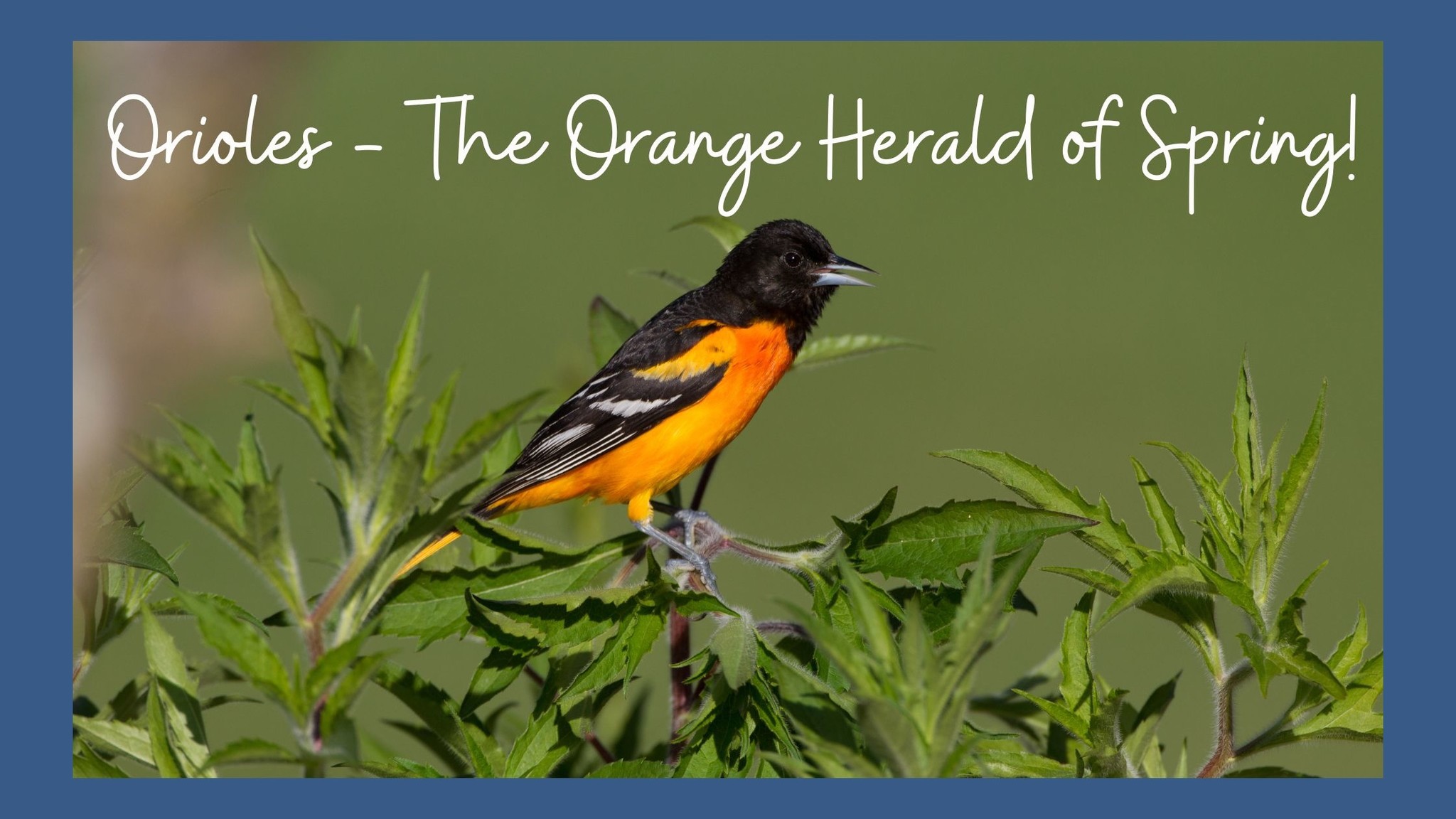 Nature  Orange you glad to see lots of orioles this spring?