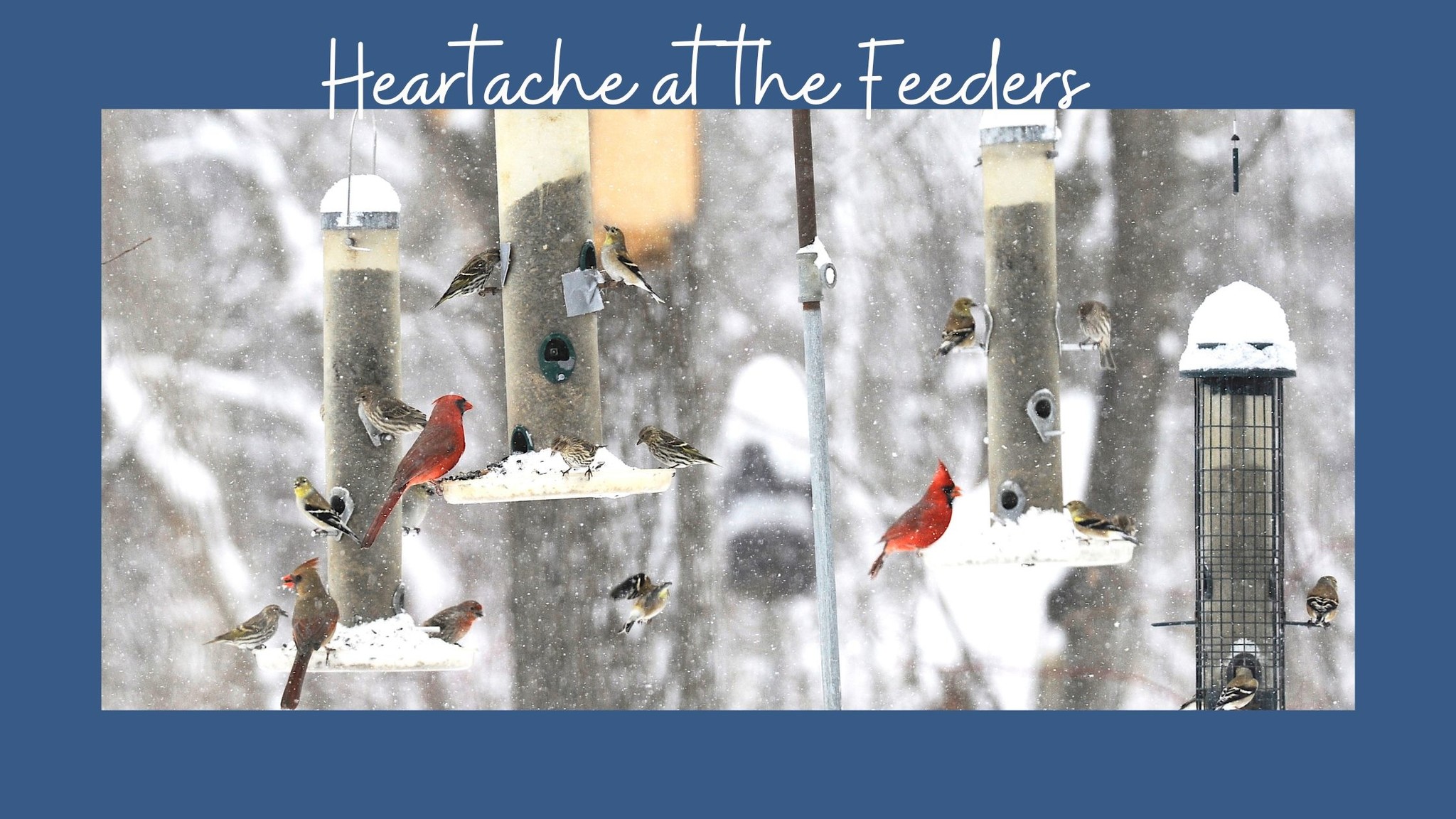 Heartache at the Feeders