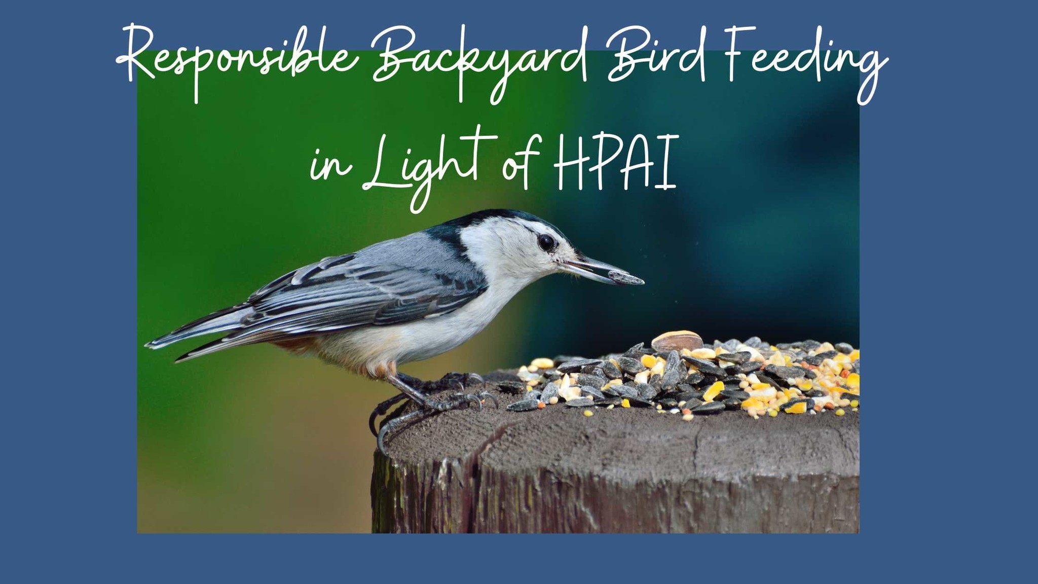 Responsible Bird Feeding during HPAI (Avian Flu) - The Birdhouse