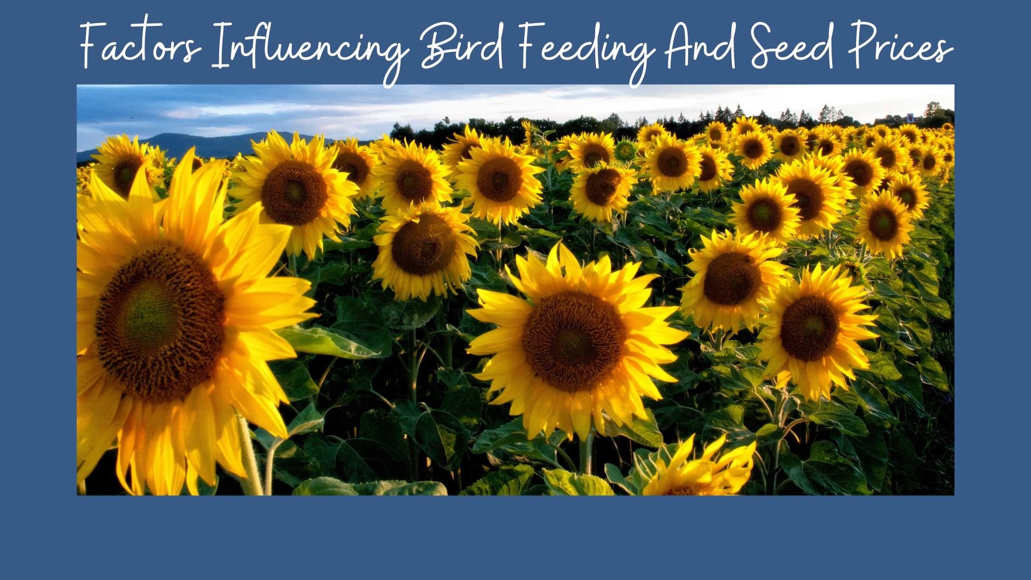 Factors Influencing Bird Feeding And Seed Prices March 2022