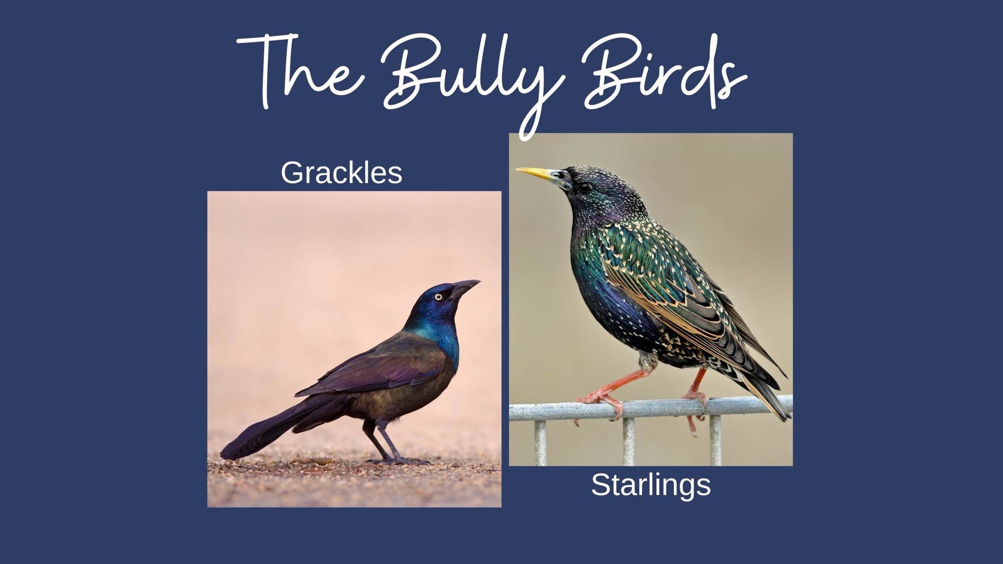 Grackles and Starlings
