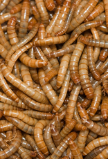 Darkling Acres DAMEALWORM  Live Mealworms, 50+ count