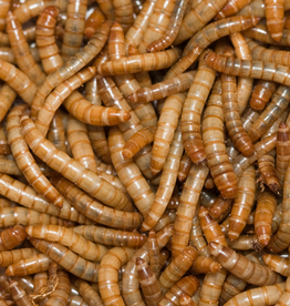 Darkling Acres DAMEALWORM  Live Mealworms, 50+ count