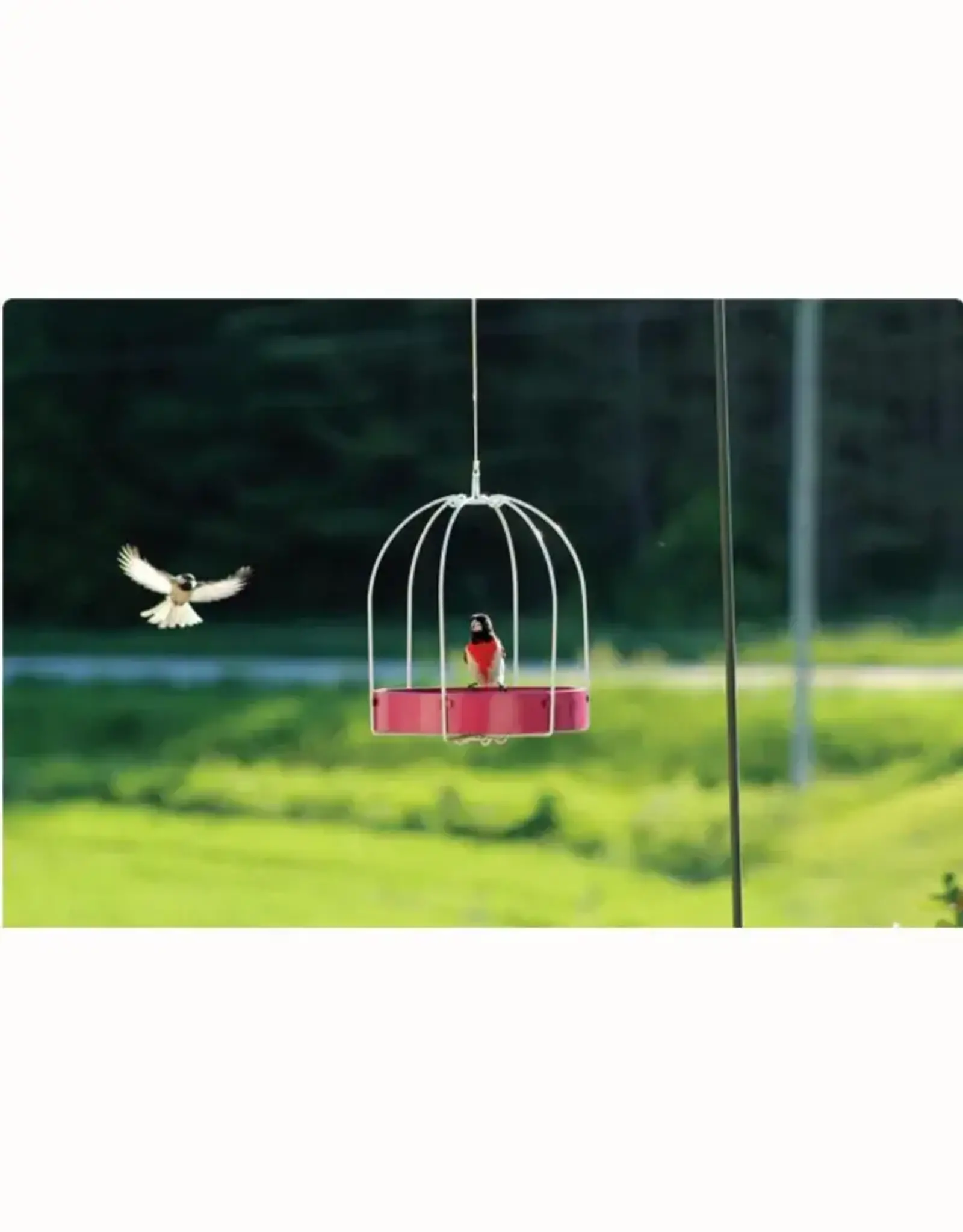 Pinebush PB10079 Framed Metal Platform Feeder-Fuchsia