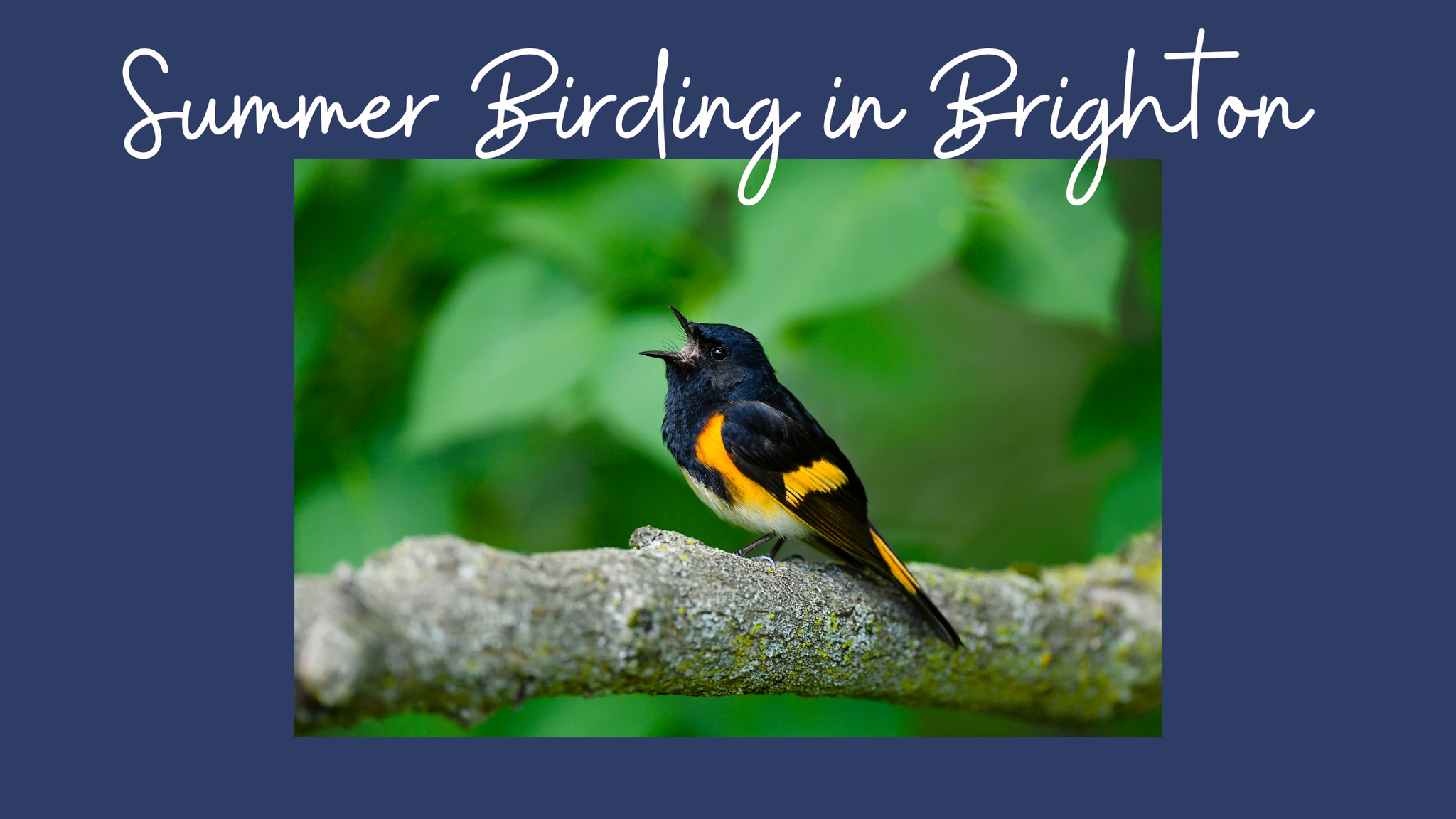 Summer Birding in Brighton: Discovering Seasonal Avian Delights in July