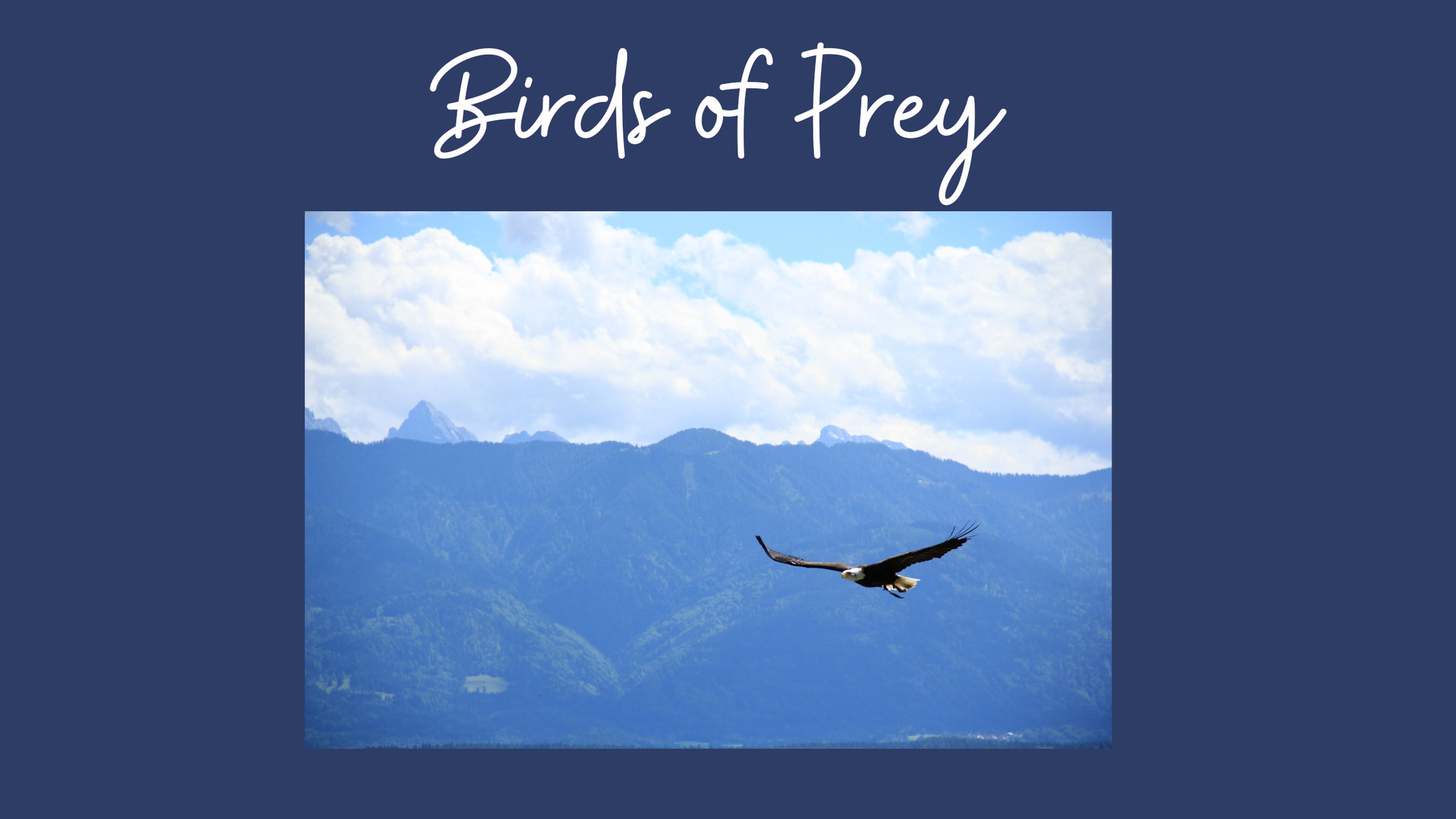 Birds of Prey - Raptors, What are Birds of Prey