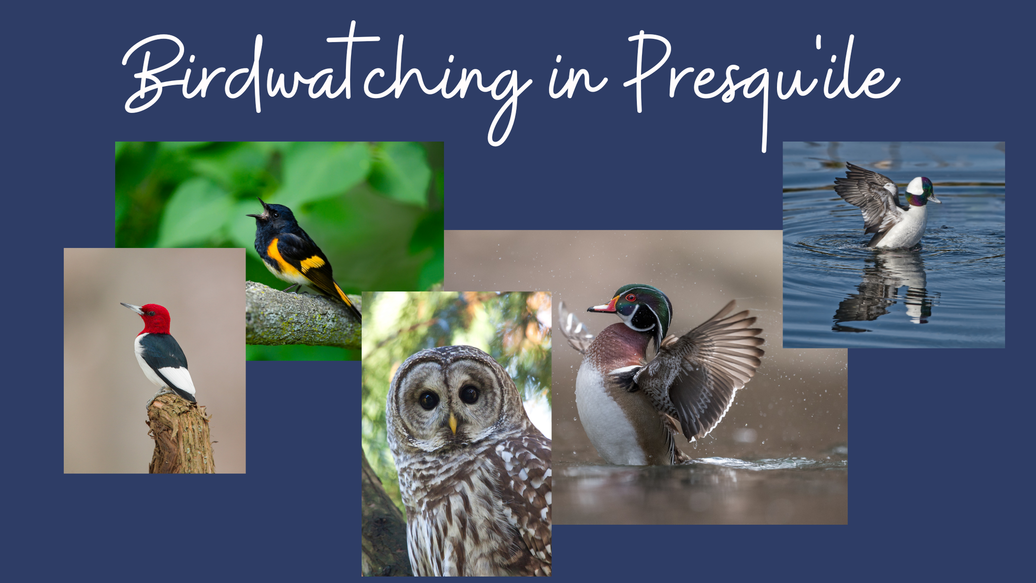 Beachside Birding: Exploring Brighton's Coastal Avifauna