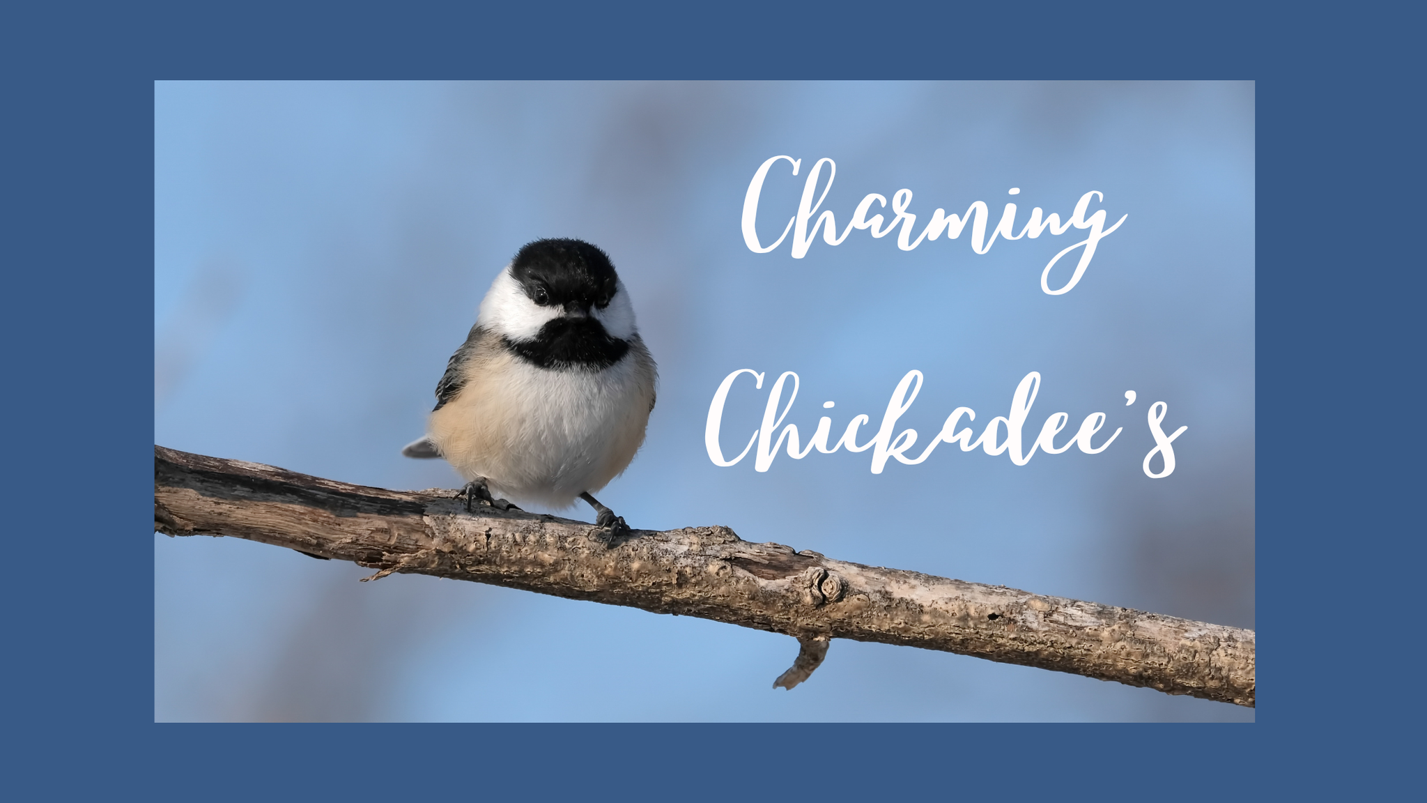 Charming Chickadees 