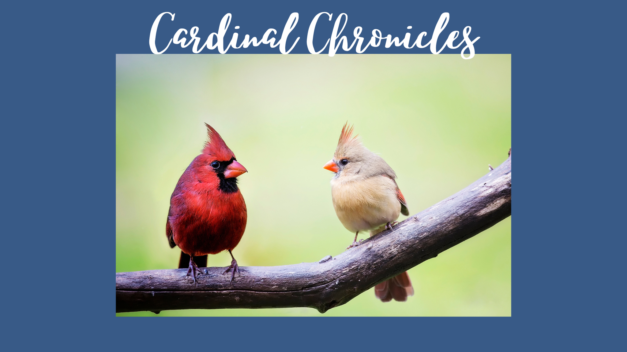 Cardinal Chronicles: Insights into the Symbolism and Splendor of these Spiritual Messengers