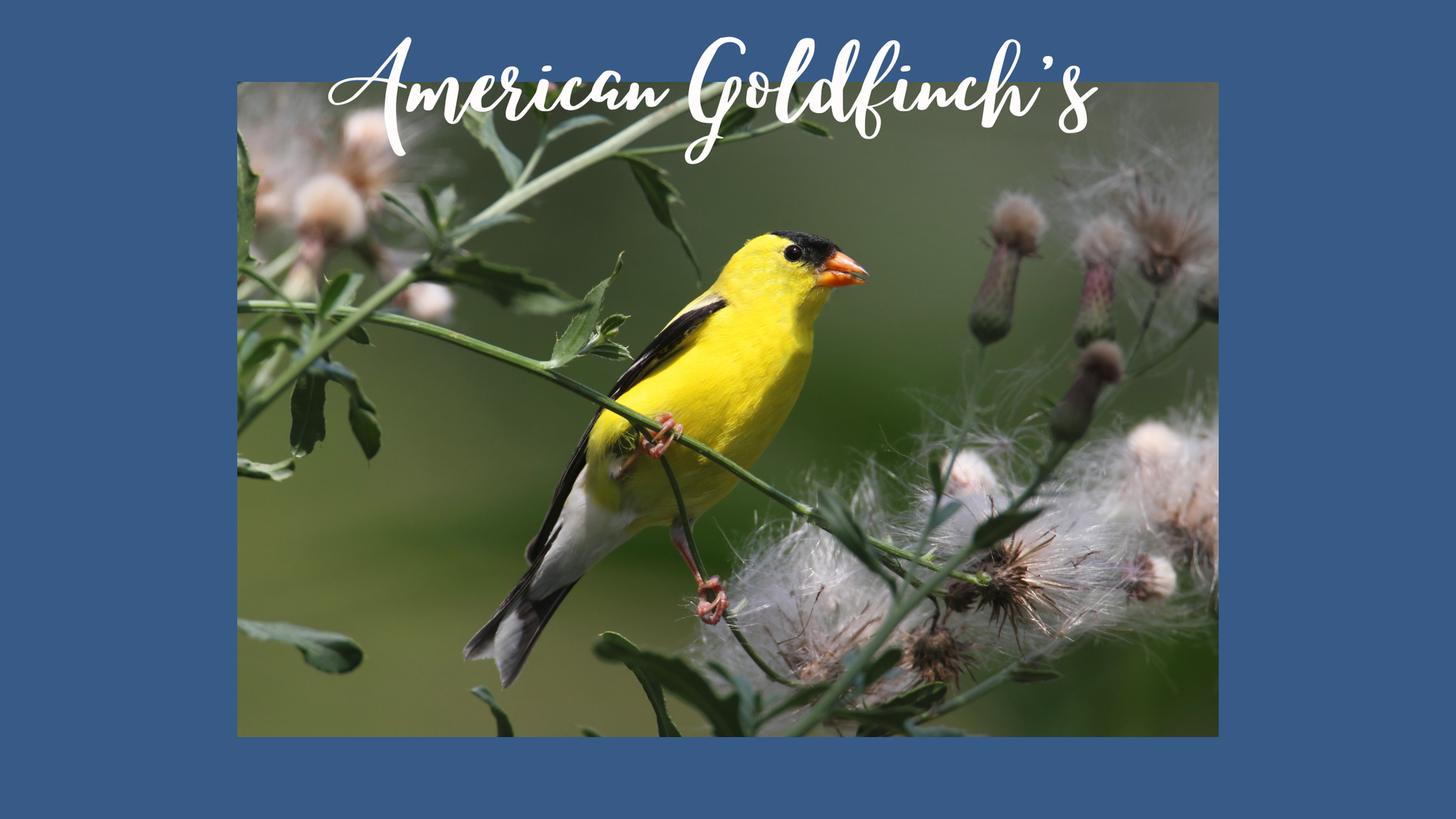 Radiant Spirits of the Sky: Exploring the Charm of American Goldfinches