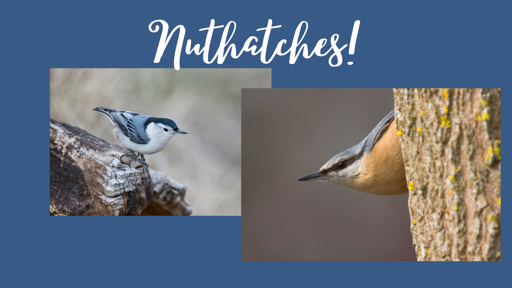 Whirling Wonders: Exploring the Enchanting World of Nuthatches