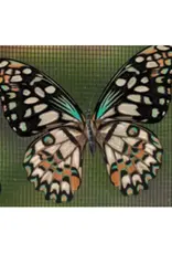 Evergreen Screen Door Savers- Butterflies