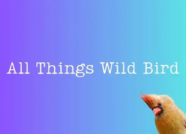 All Things Wild Bird