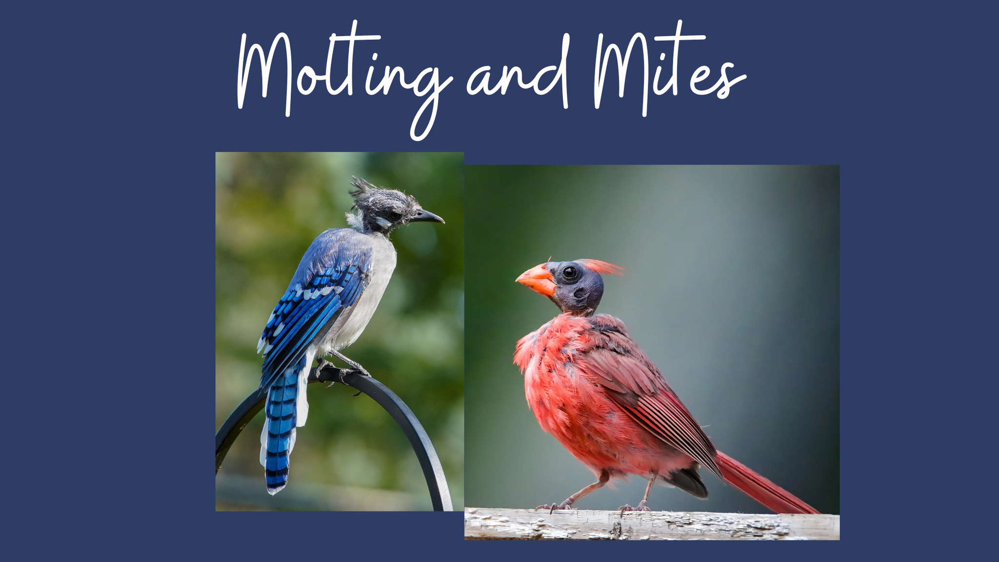 Bird Molting and Mites