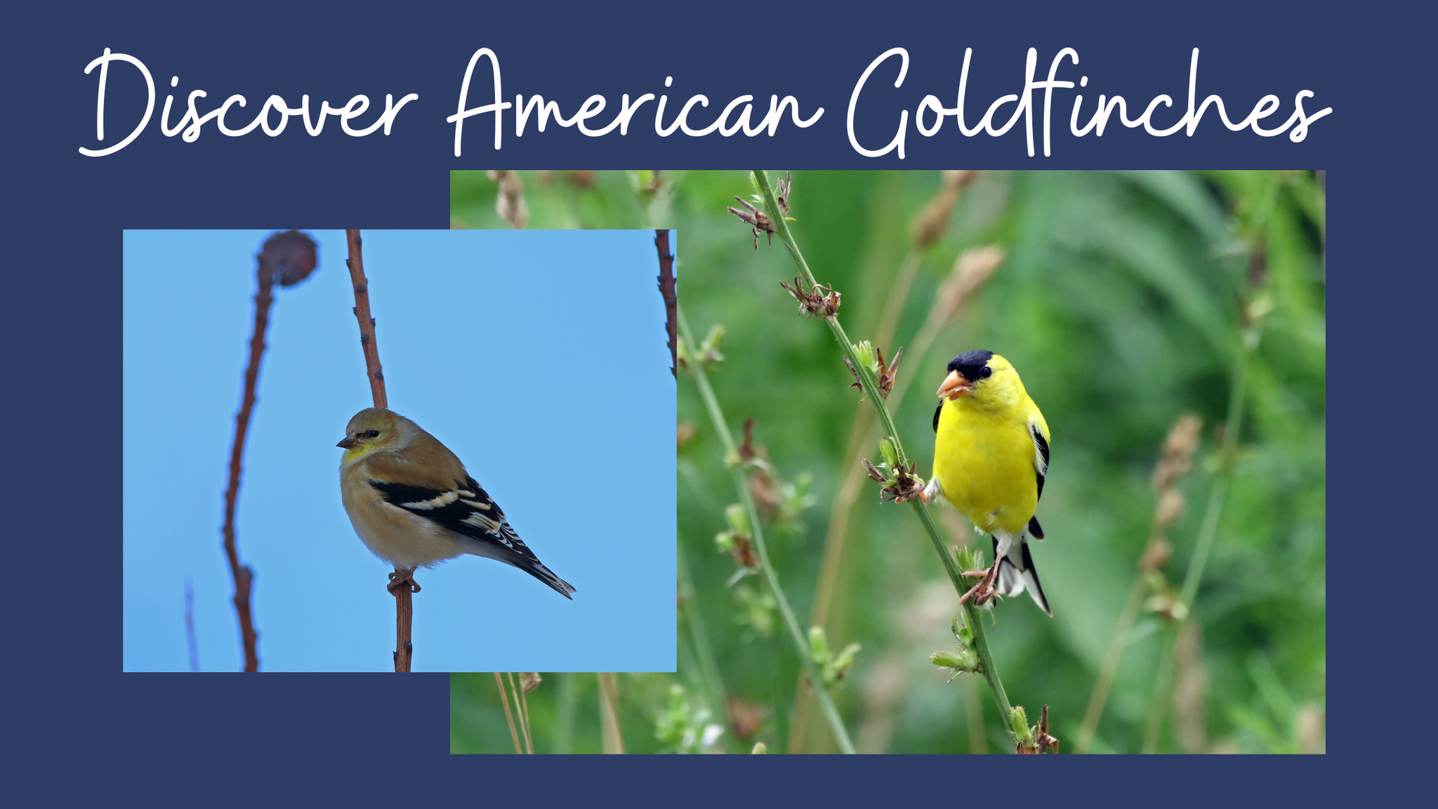 Discovering the American Goldfinch