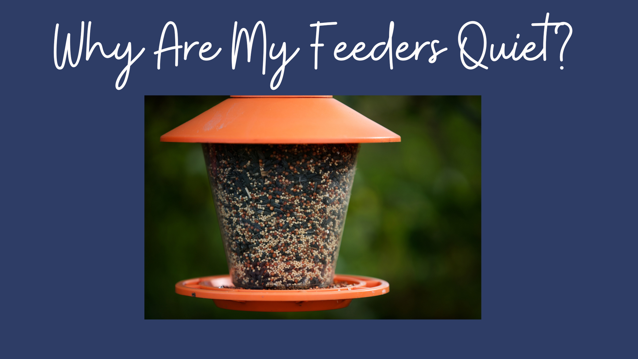 Wondering Why Your Feeders are Quiet This Time of The Year?