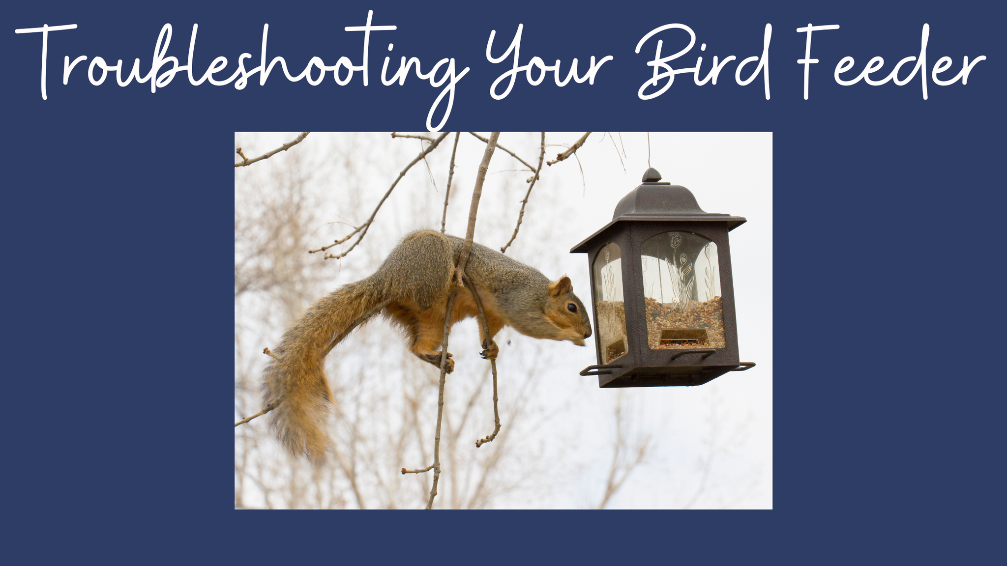 Troubleshooting Your Bird Feeder: Expert Tips from The Birdhouse