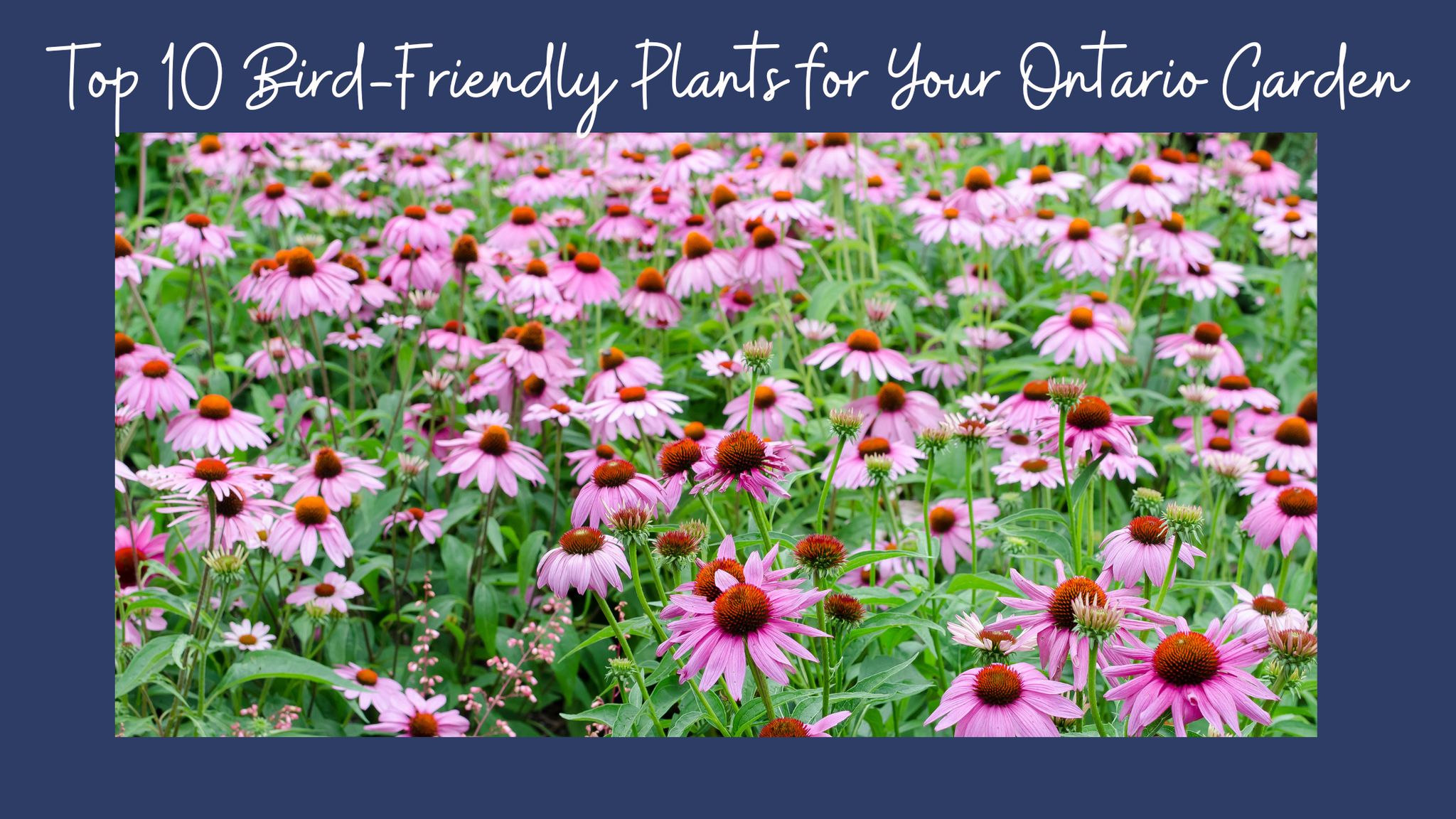 Top 10 Bird-Friendly Plants for Your Ontario Garden