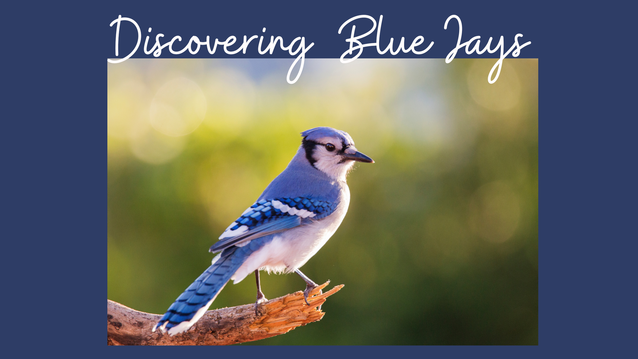 Discovering the Blue Jays