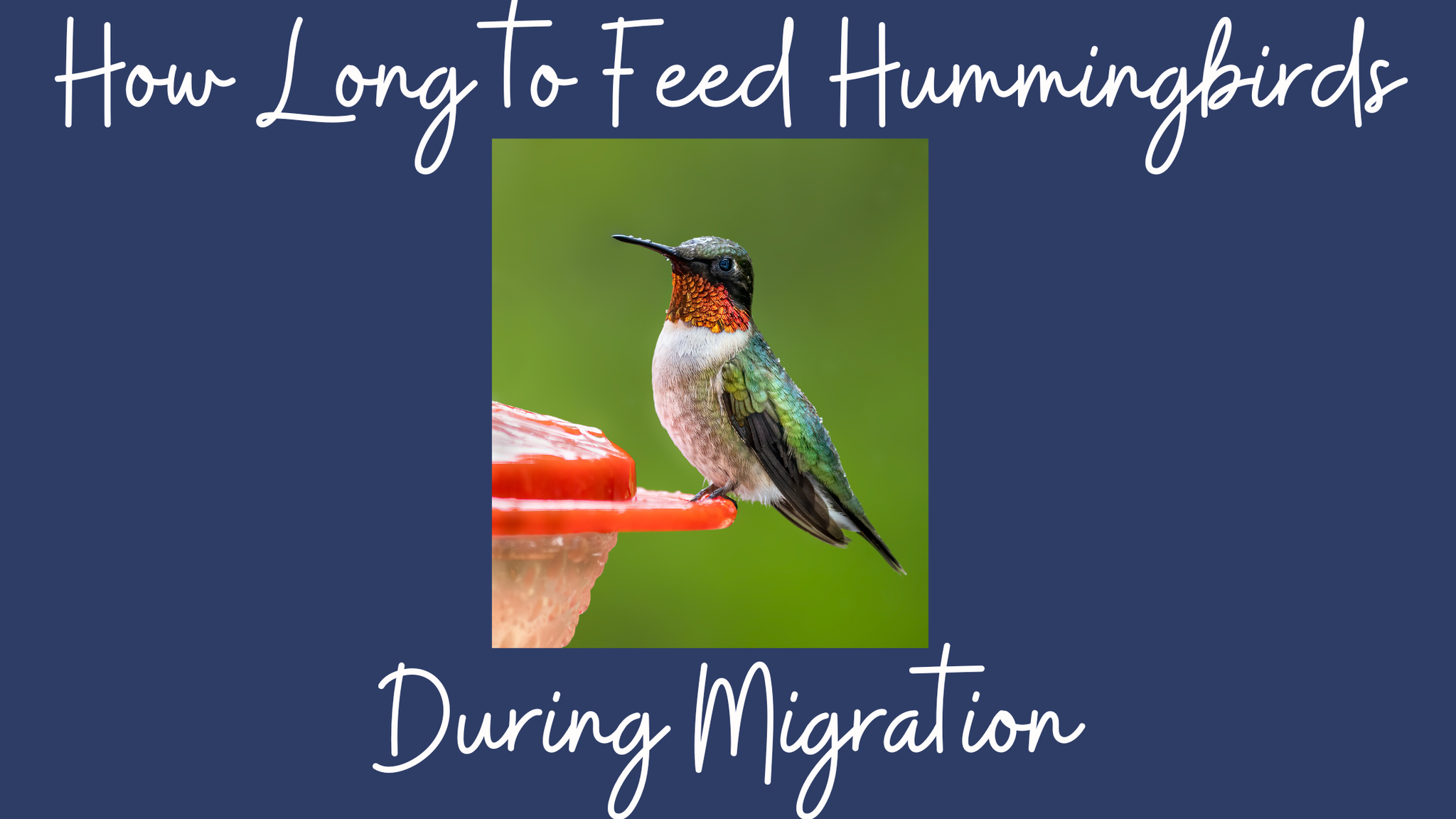 Hummingbird Migration: How Long to Keep Your Bird Feeders Out