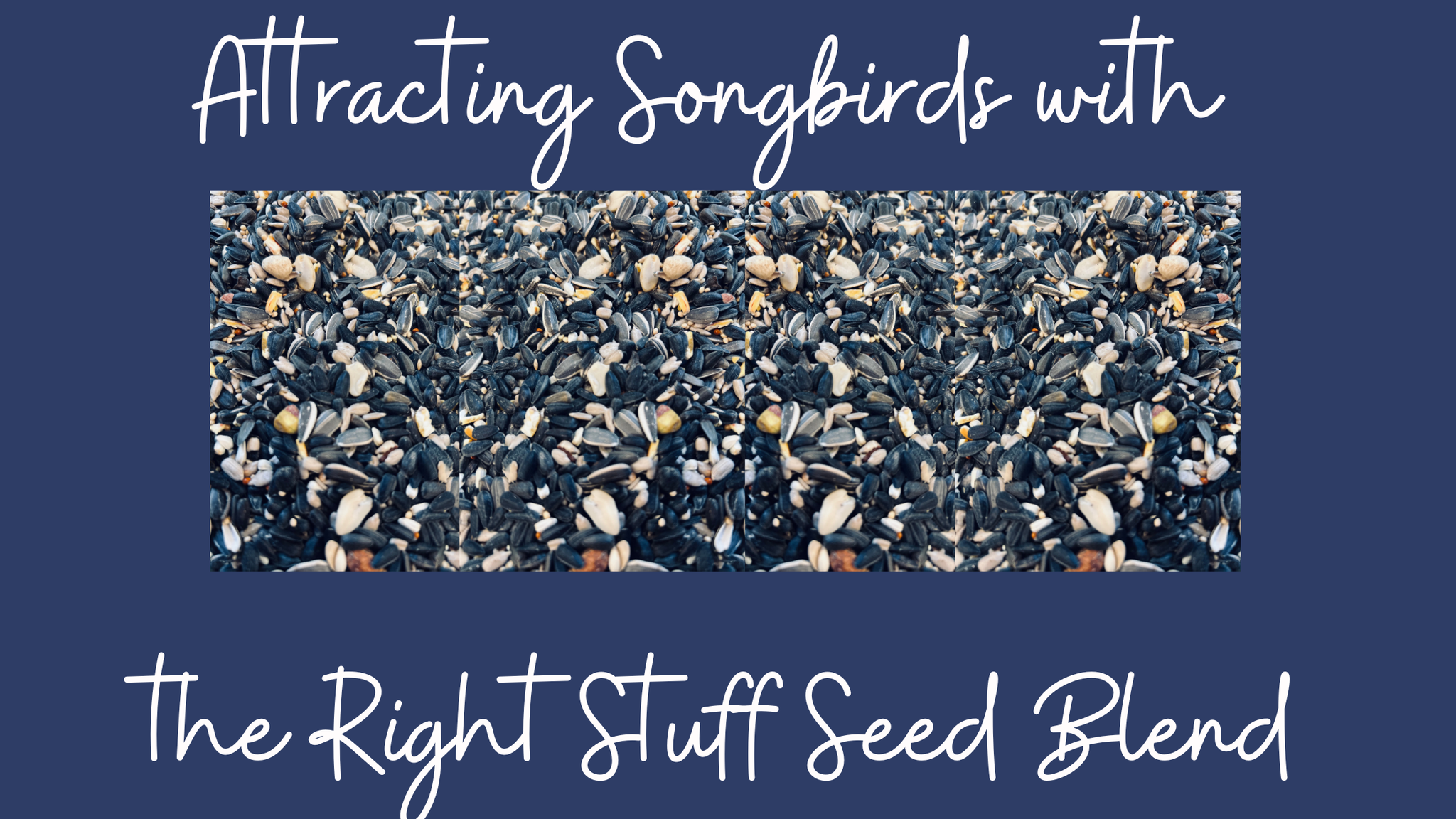 Embracing Seasonal Changes: Attracting Songbirds with the Right Stuff Seed Blend