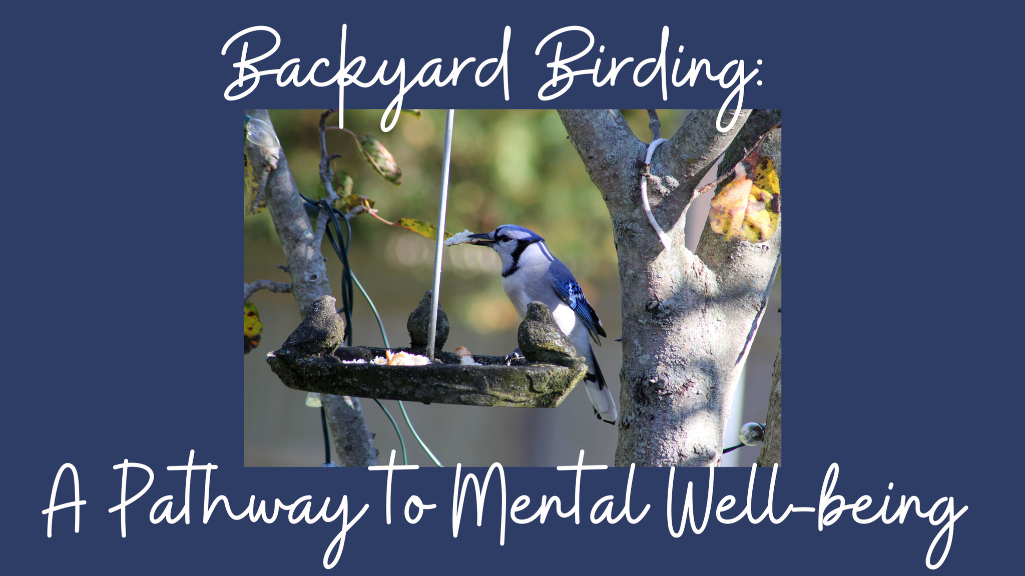 Discover the Serenity of Backyard Birding: A Pathway to Mental Well-being