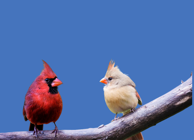 Our Favourite Cardinal Feeders