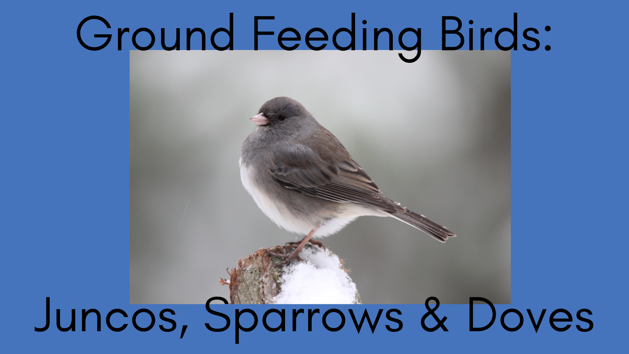 Ground Feeding Birds