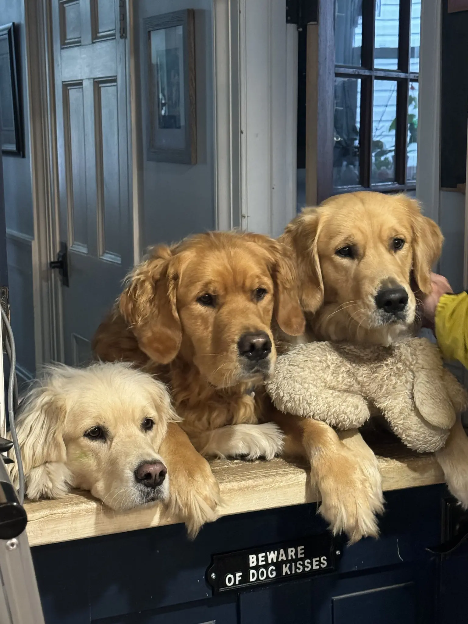 3 Golden Retrievers hanging out on a half door