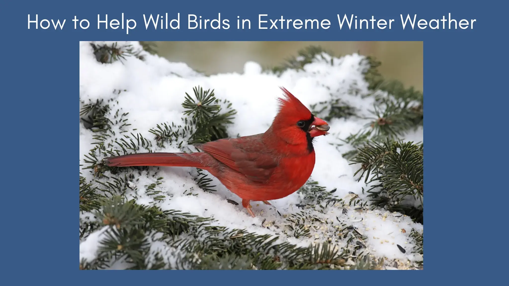 How to Help Wild Birds in Extreme Winter Weather (A New Year Guide for Canadians)