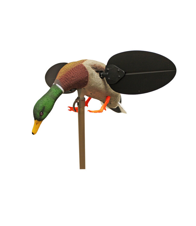 MOJO - Mallard Drake