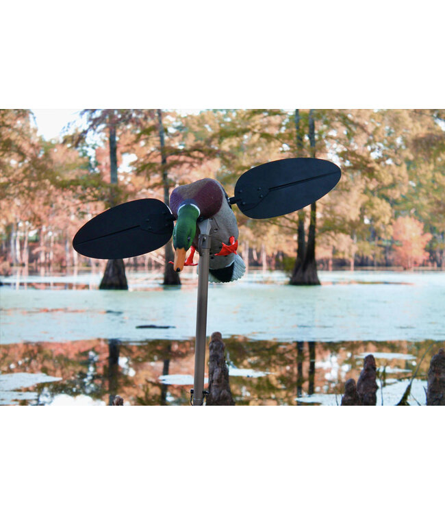 MOJO - Mallard Drake