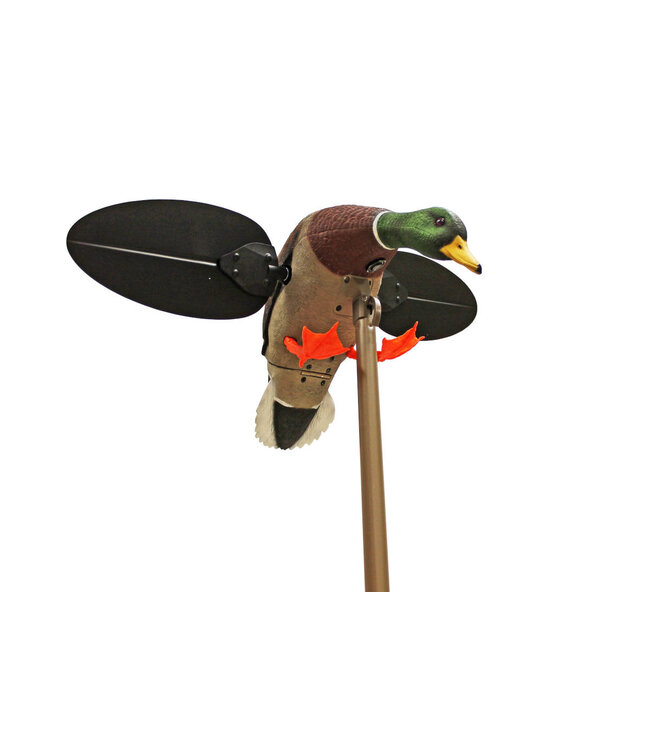 MOJO - Mallard Drake