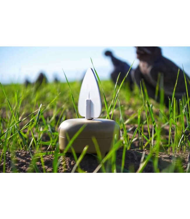 MOJO - Dove A Flicker