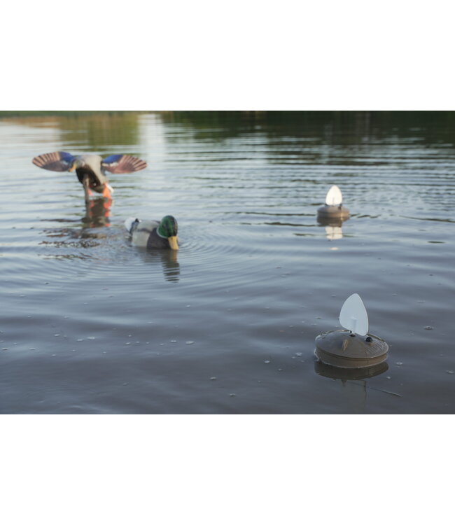 MOJO - Flock A Flicker 2