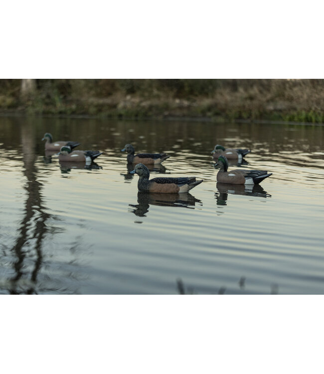 AVIAN X - TOP FLIGHT WIGEON