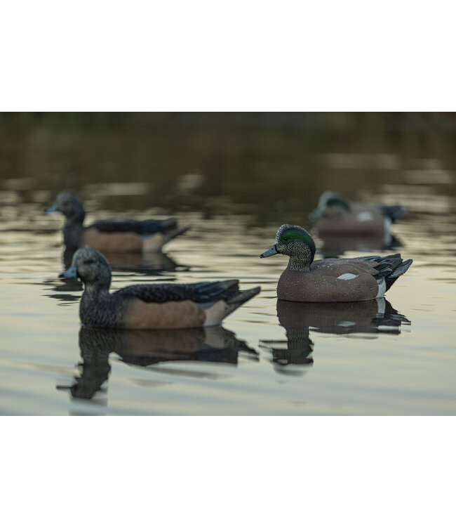 AVIAN X - TOP FLIGHT WIGEON