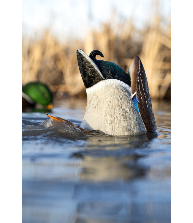 AVIAN X - POWER BUTT KICKER DECOY