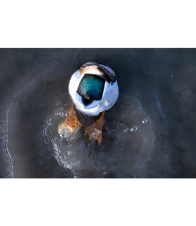 AVIAN X - POWER BUTT KICKER DECOY