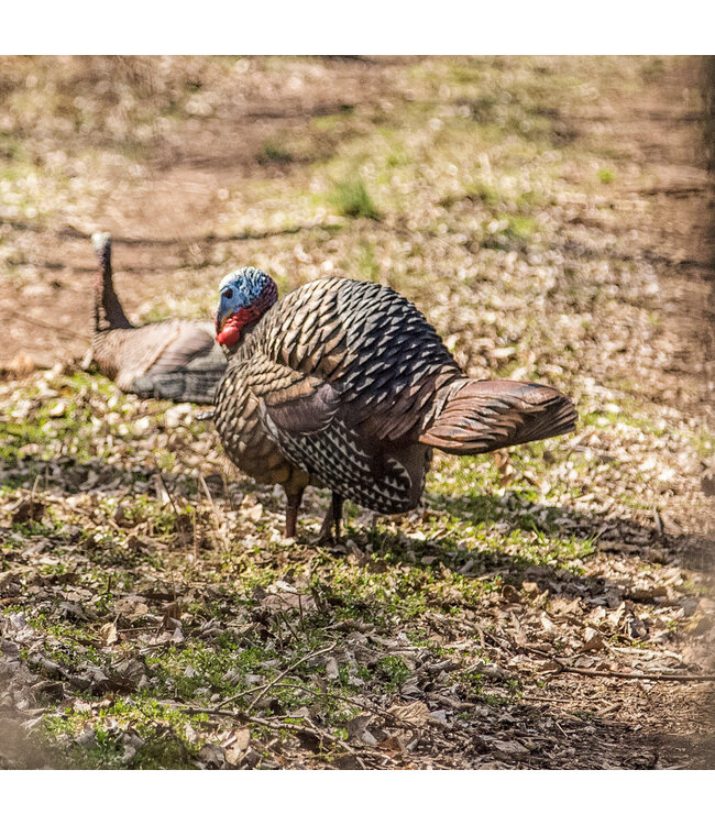 Avian X - LCD Half Strut Jake Decoy