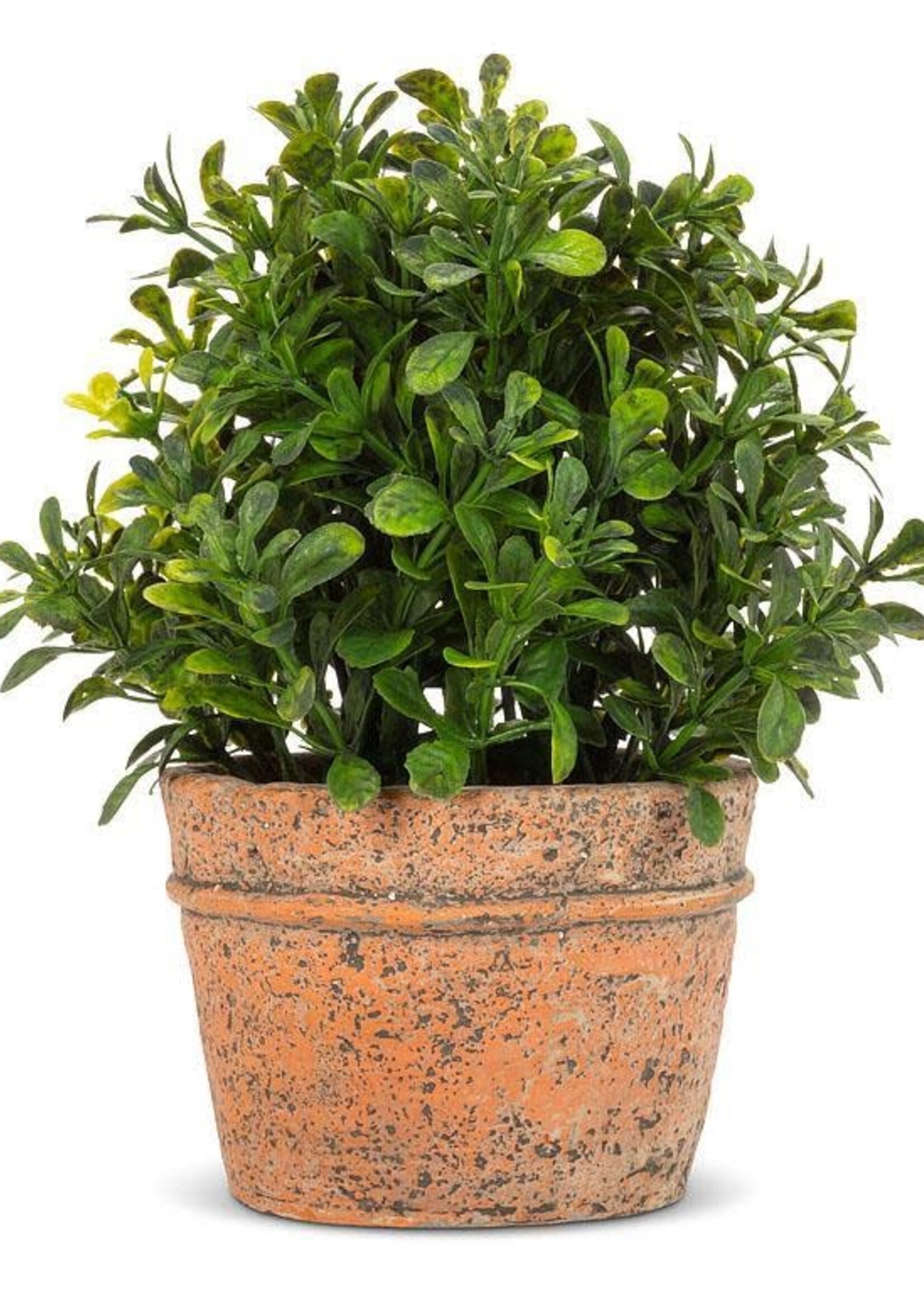 Abbott Boxwood Plant In Natural Pot